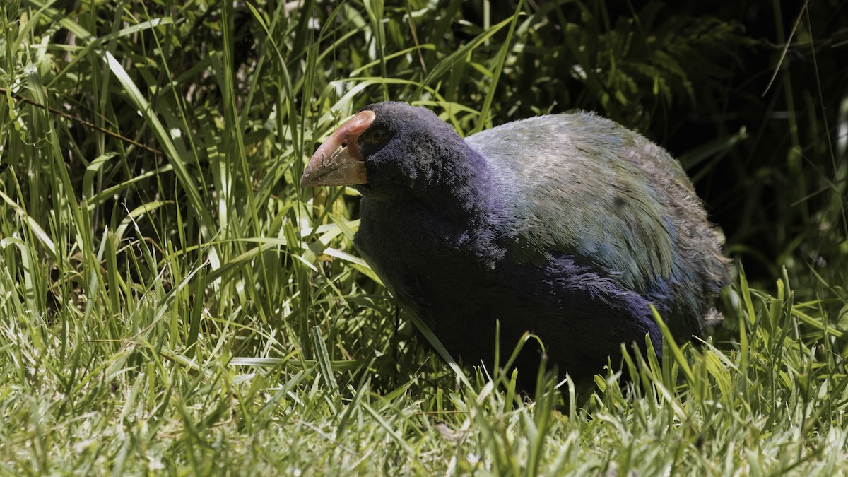 South Island Takahe - ML617619116