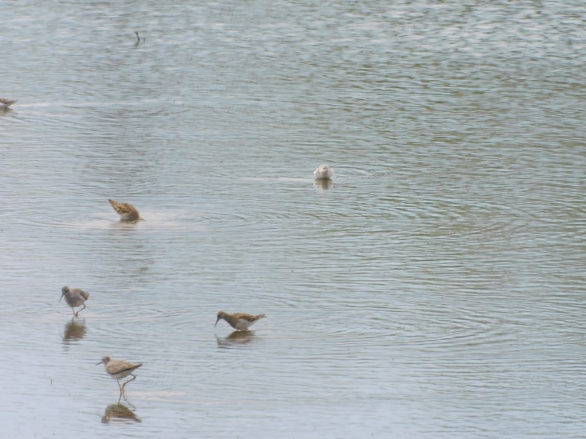 Baird's Sandpiper - ML617619136