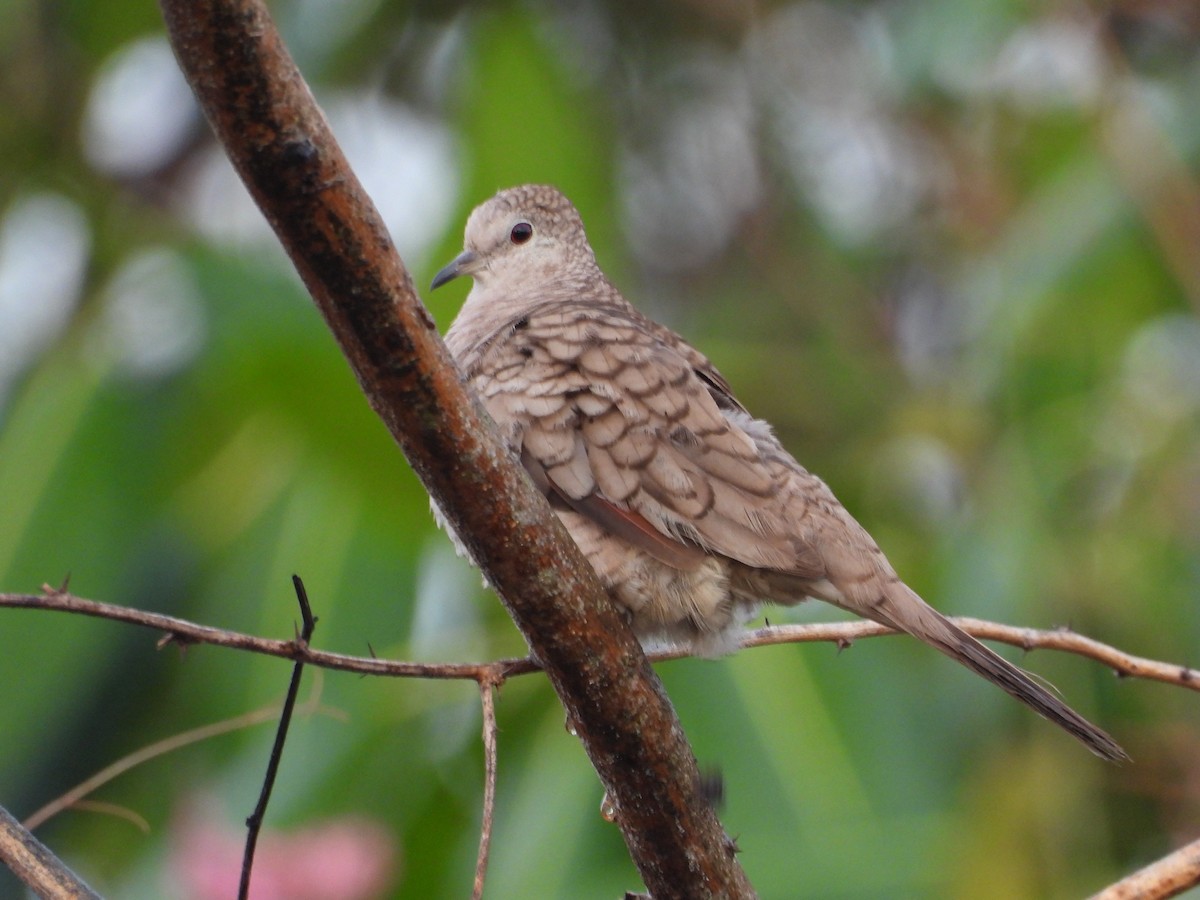 Inca Dove - ML617619159