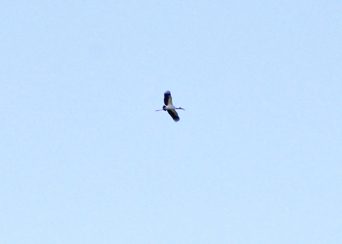 Wood Stork - ML617619198