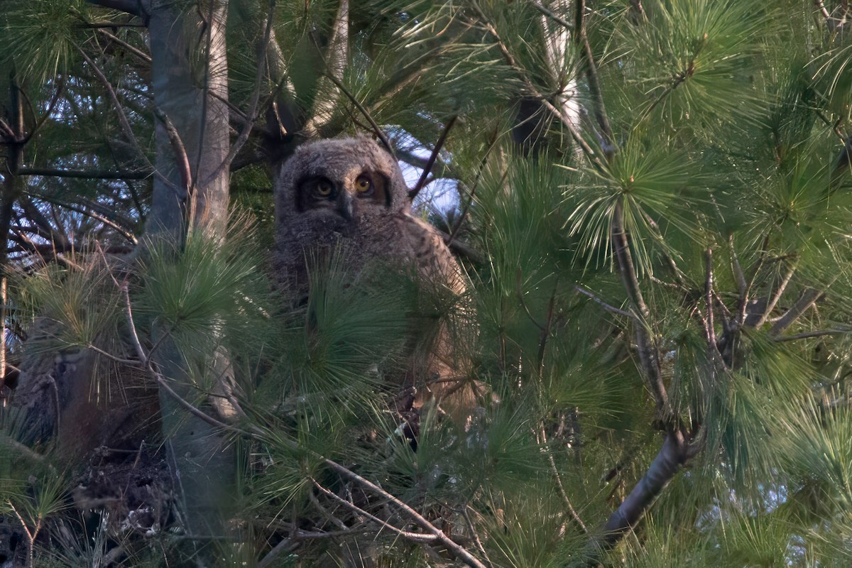 Great Horned Owl - Janis Grant