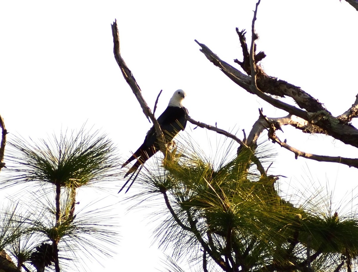 Swallow-tailed Kite - ML617619226