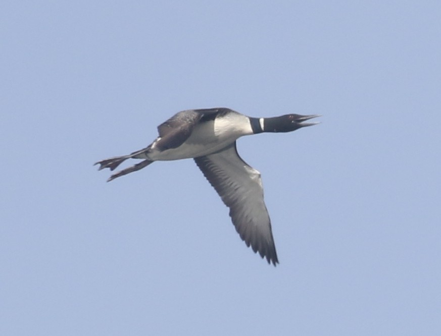 Common Loon - Bobby Brown