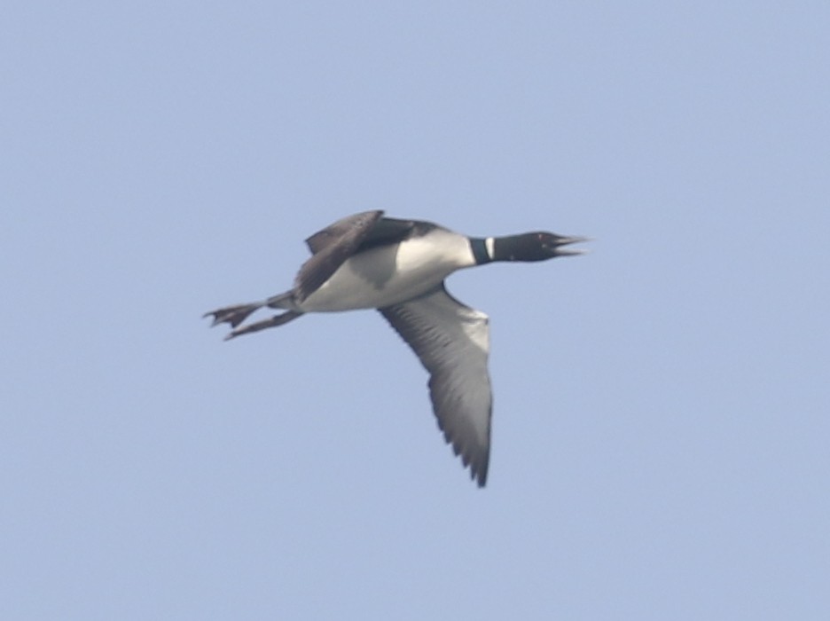 Common Loon - Bobby Brown