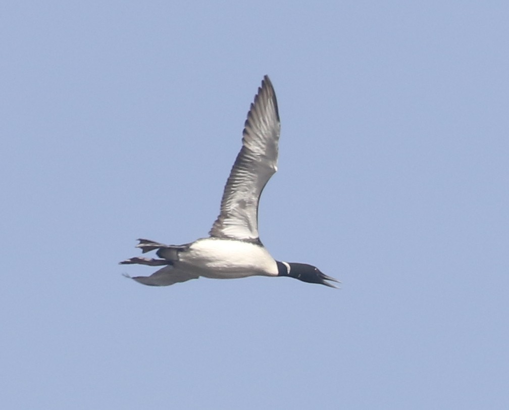 Common Loon - ML617619308