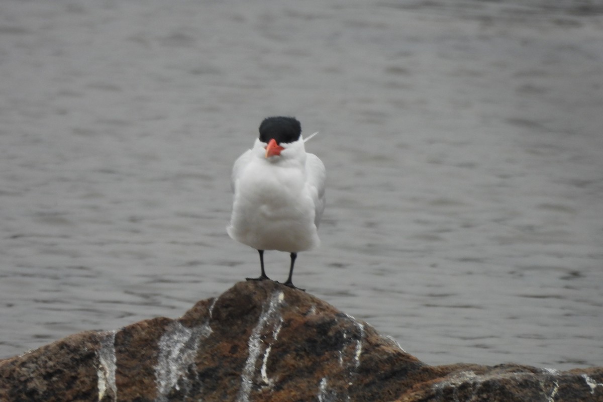 Caspian Tern - ML617619399