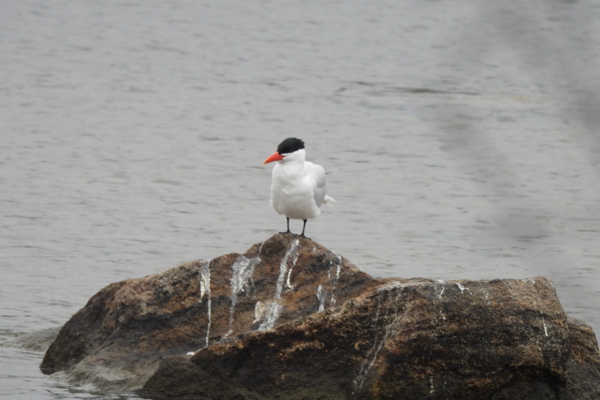 Caspian Tern - ML617619432