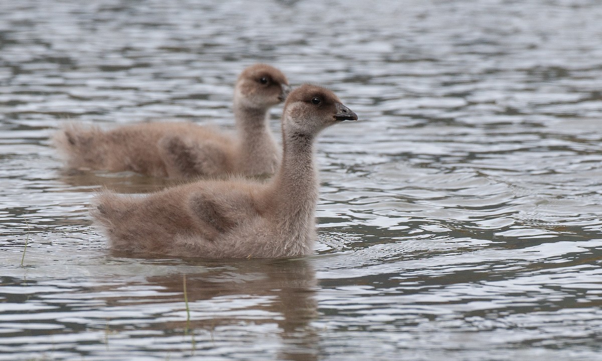 Upland Goose - ML617619449