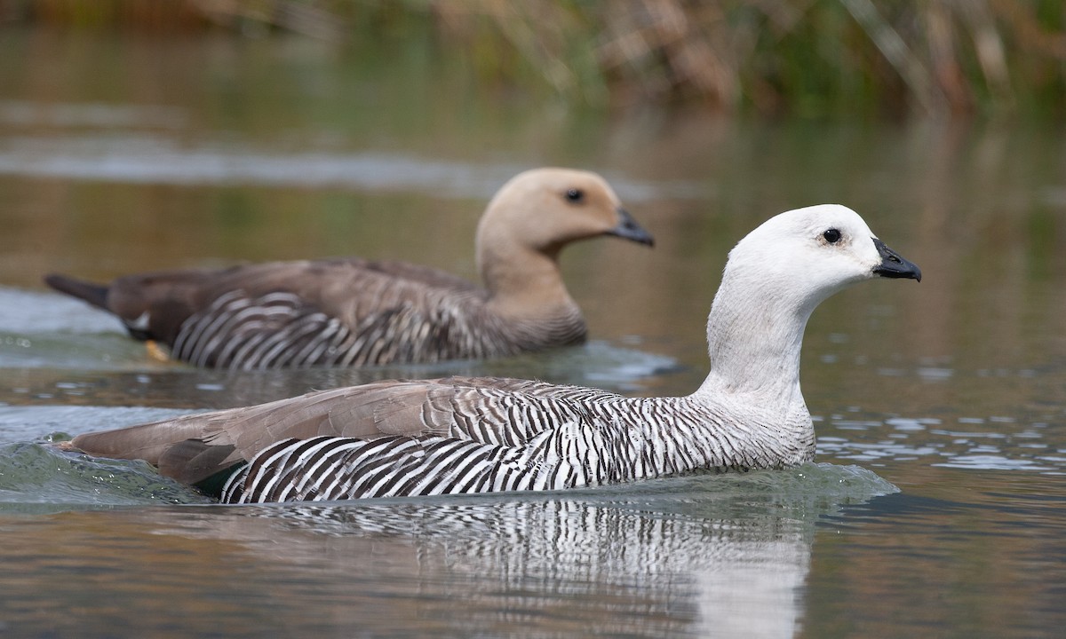 Upland Goose - ML617619450