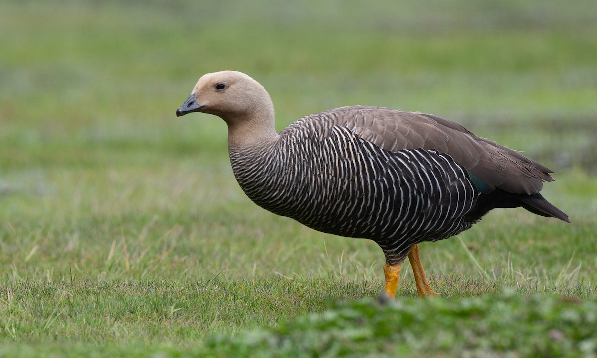 Upland Goose - ML617619451