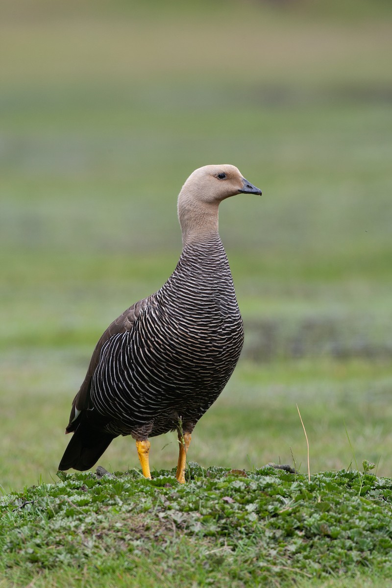 Upland Goose - ML617619453