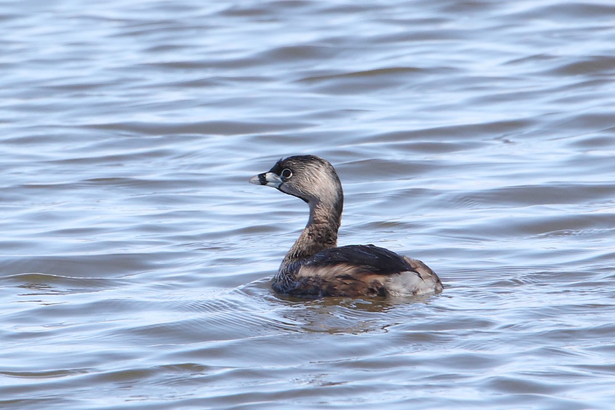 Pied-billed Grebe - ML617619469