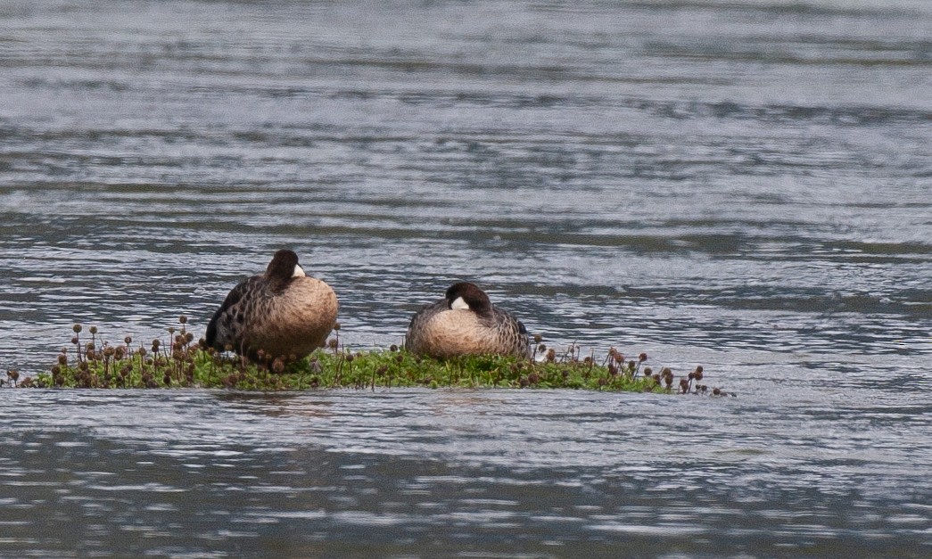 Spectacled Duck - ML617619470