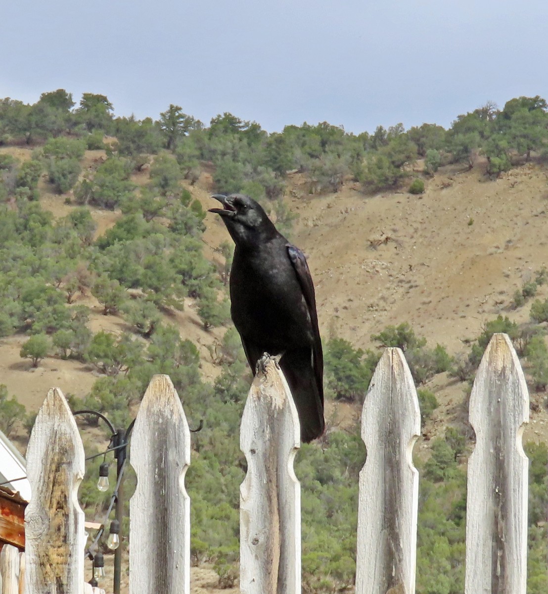 American Crow - ML617619516