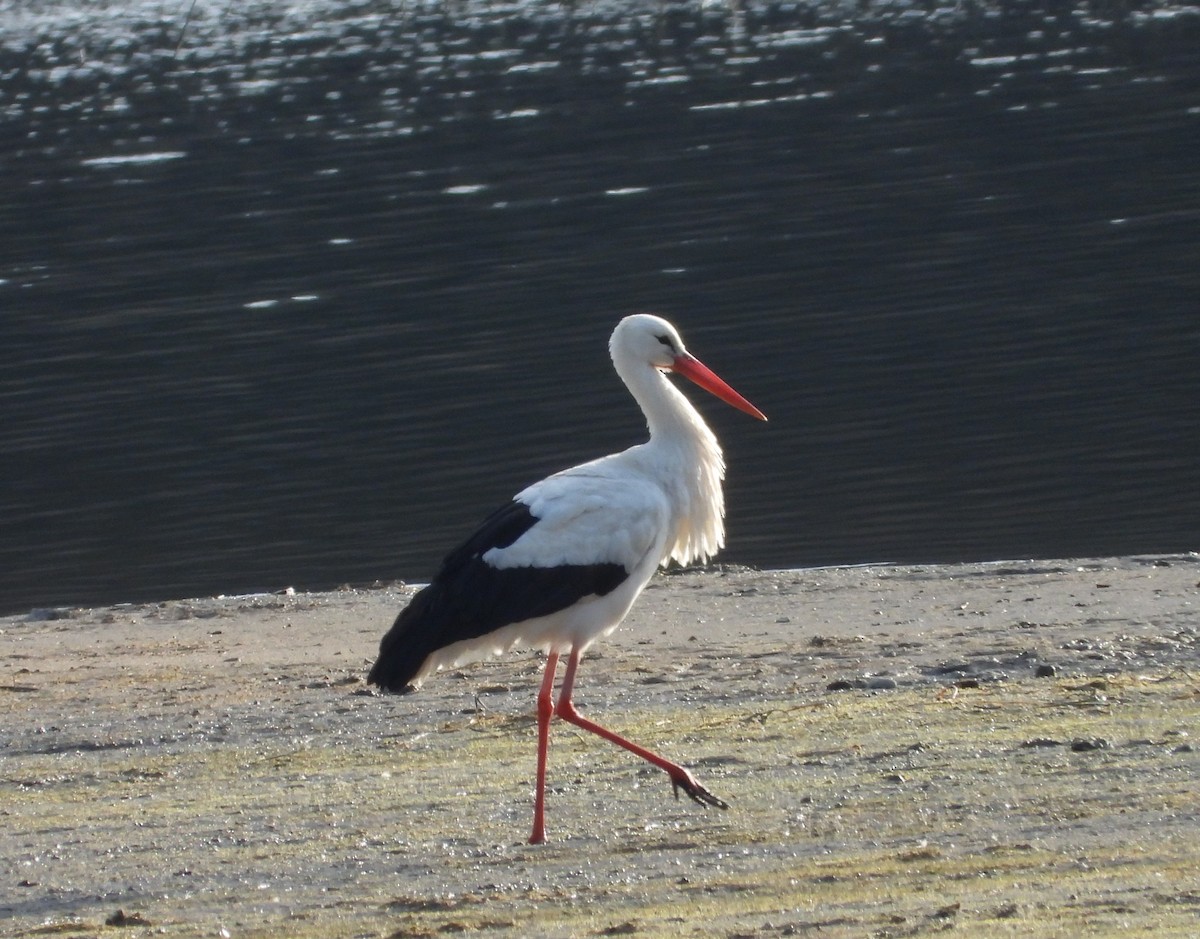 Weißstorch - ML617619551