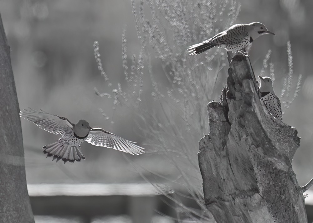 Northern Flicker - ML617619576