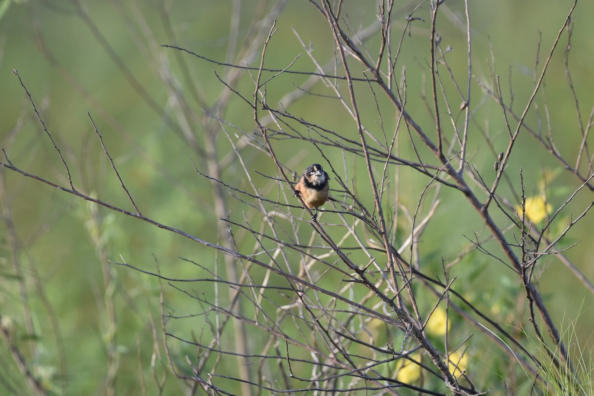 Rusty-collared Seedeater - Patrick Palines