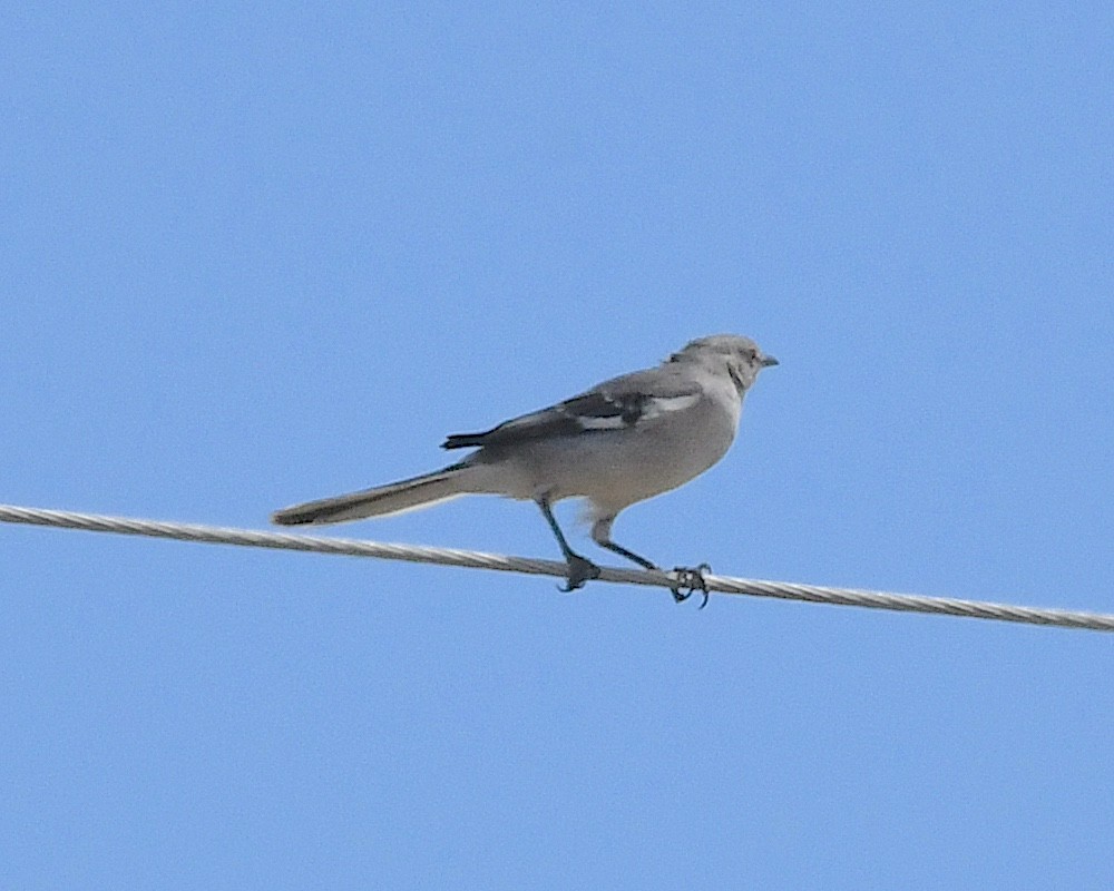 Northern Mockingbird - ML617619616