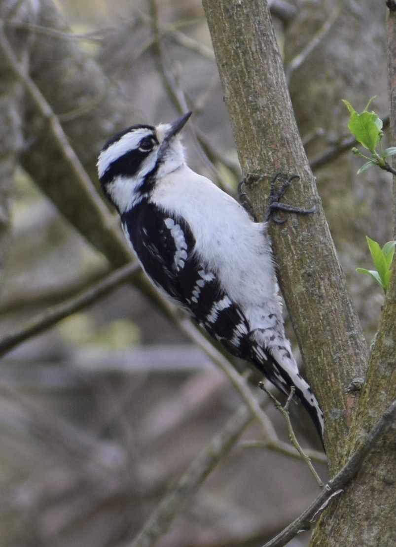 Downy Woodpecker - ML617619681