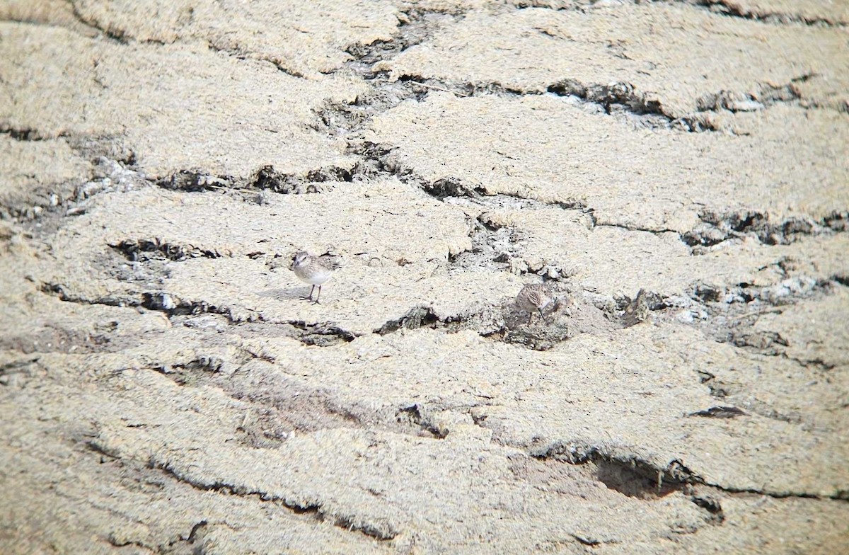 Weißbürzel-Strandläufer - ML617619707