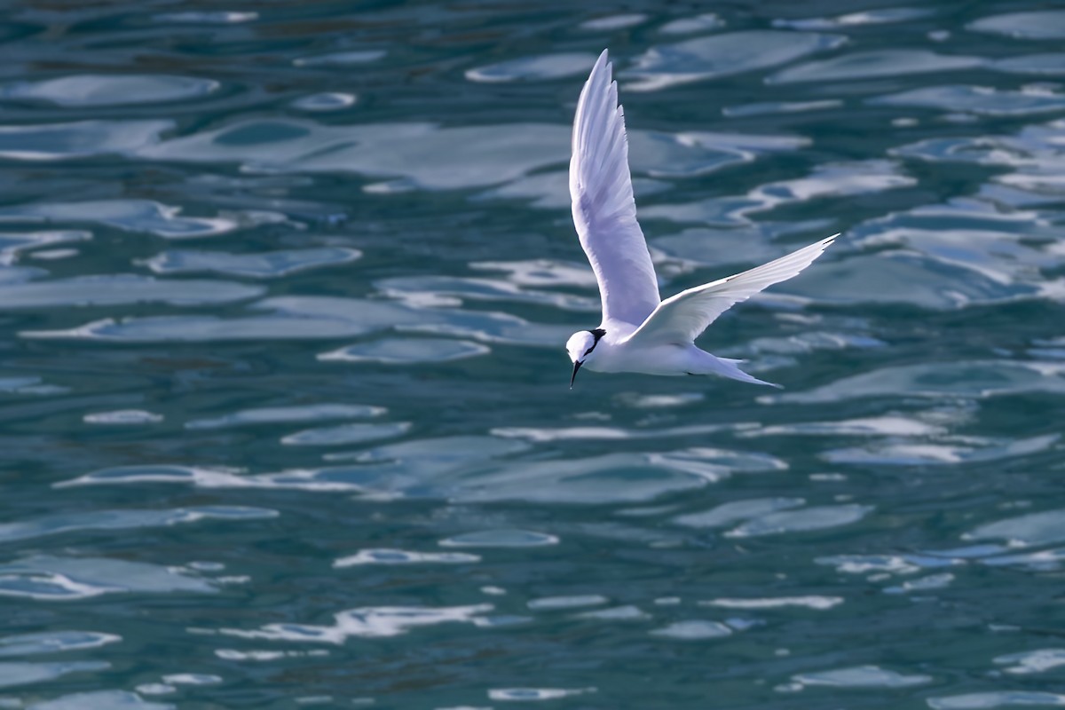 Black-naped Tern - ML617619710