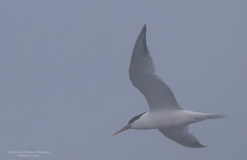 Elegant Tern - Lisa Walker-Roseman