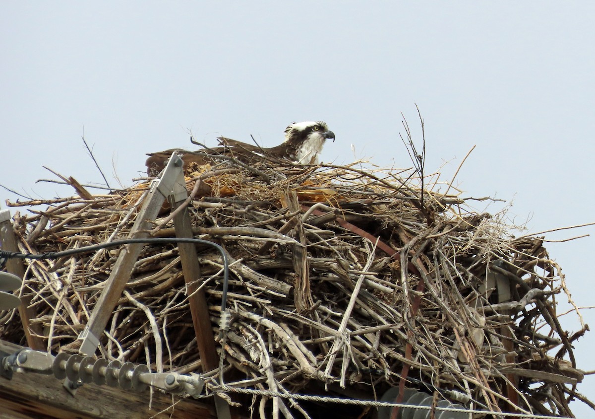 Osprey - JoAnn Potter Riggle 🦤