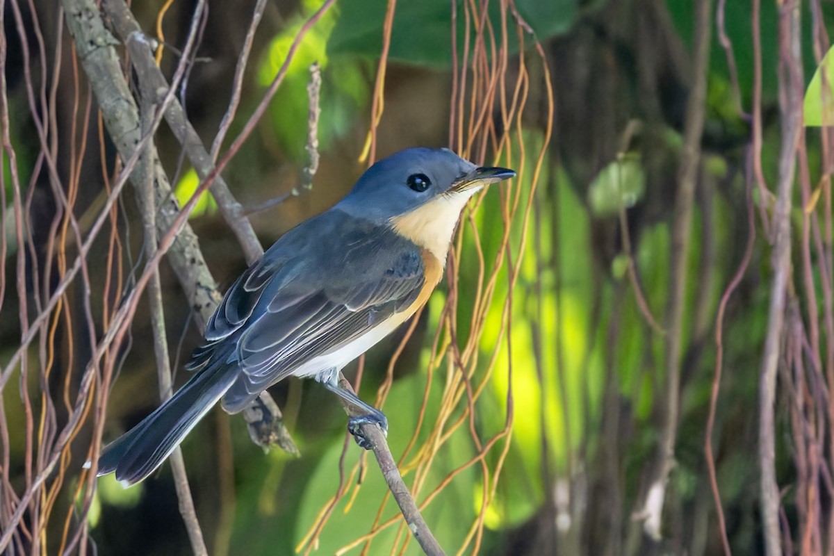 Oceanic Flycatcher - ML617619727