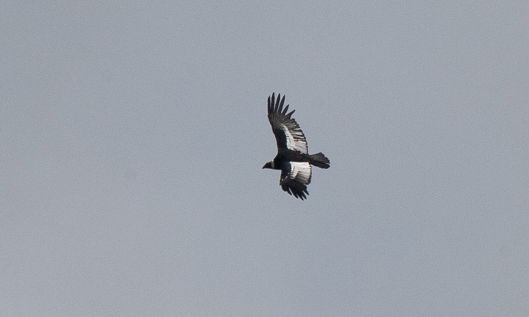 Andean Condor - ML617619735