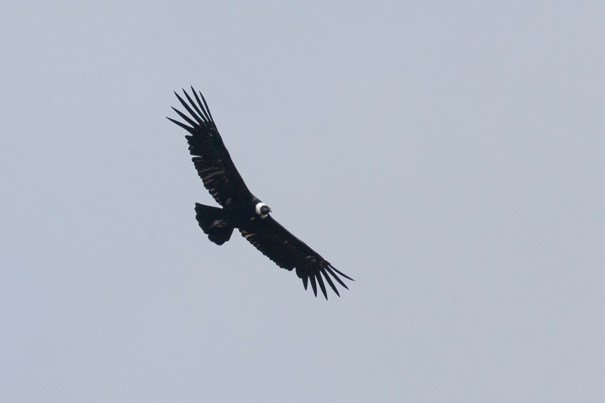 Andean Condor - ML617619736