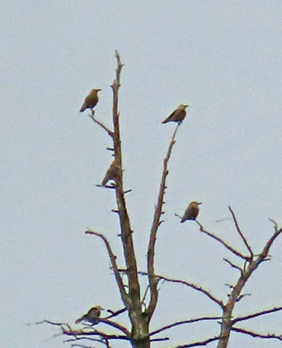 Clark's Nutcracker - ML617619743