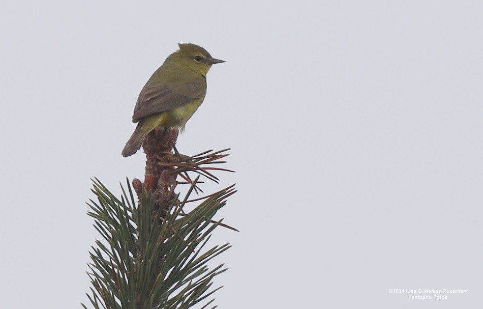 Orange-crowned Warbler - Lisa Walker-Roseman