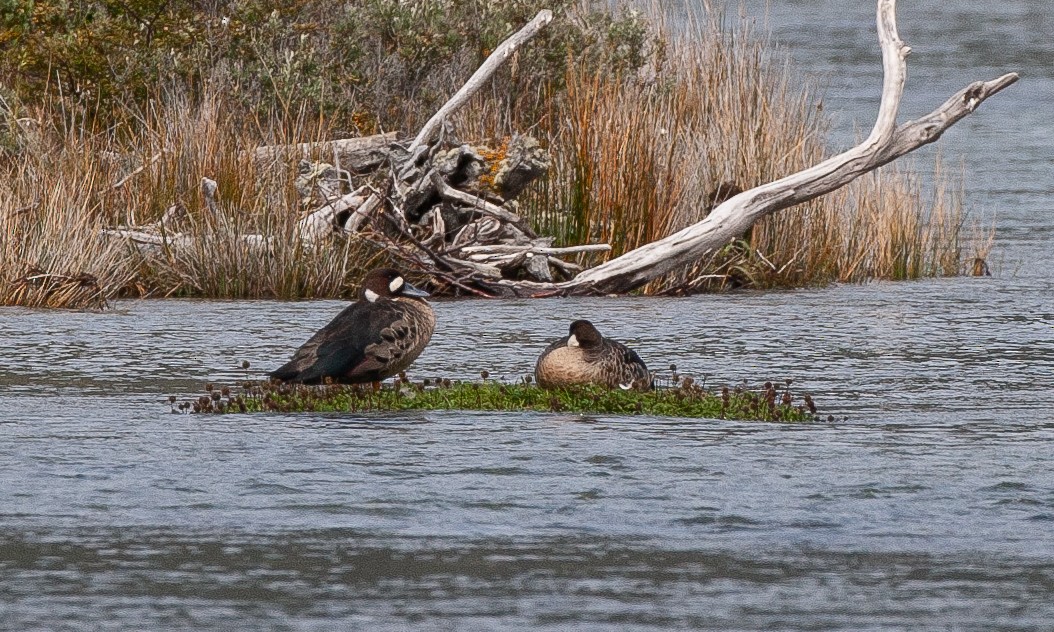 Spectacled Duck - Chris Wood