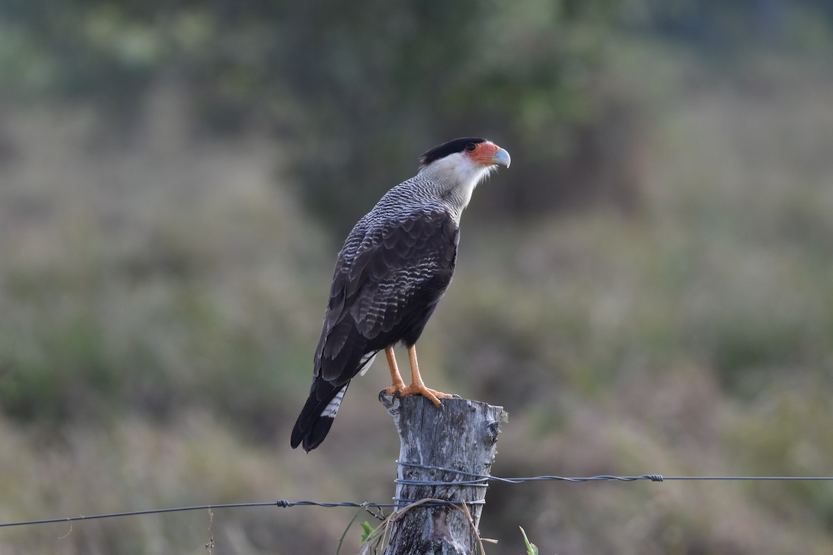 Crested Caracara - ML617619769