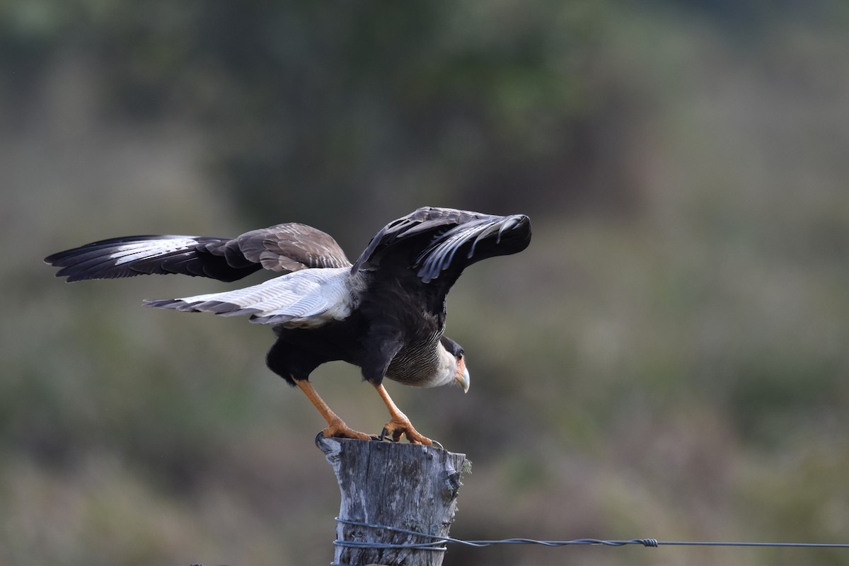 Crested Caracara - ML617619770