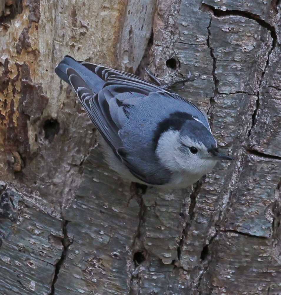 White-breasted Nuthatch - ML617619817