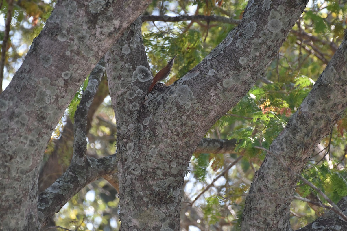 Narrow-billed Woodcreeper - ML617619820