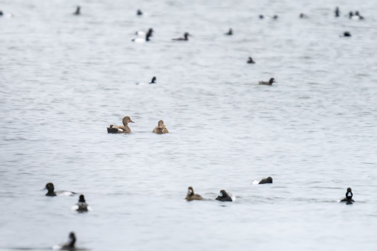 Gadwall - ML617619821