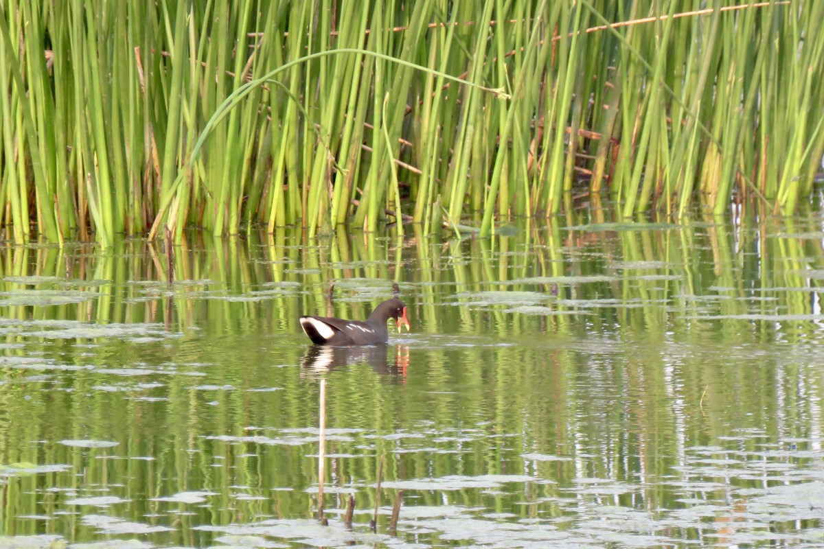 Common Gallinule - ML617619825