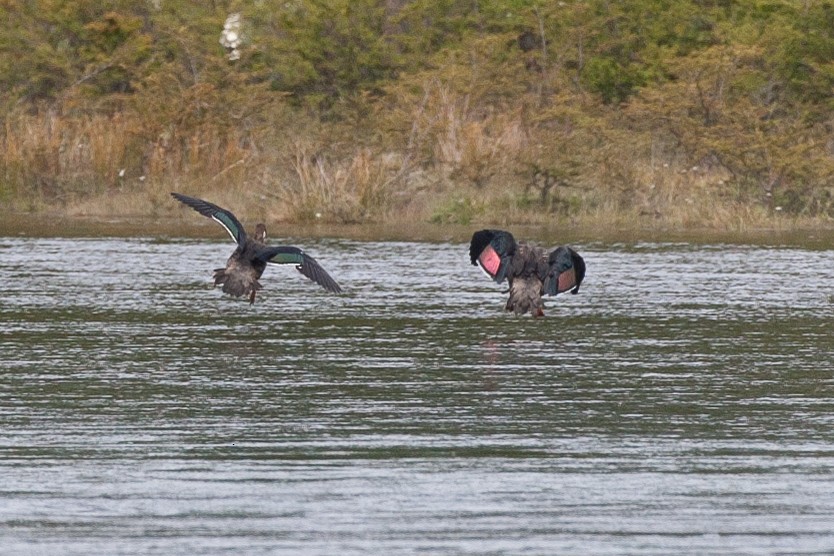 bronsevingeand - ML617619835