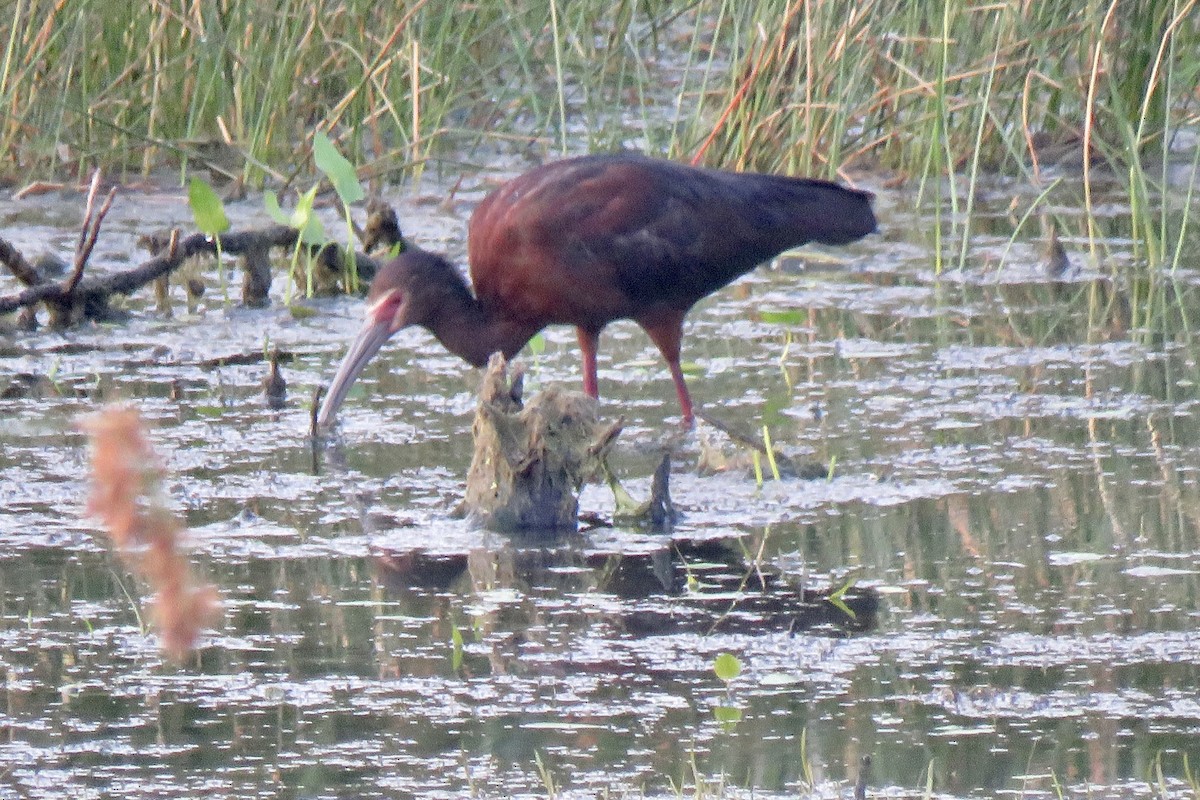 Ibis à face blanche - ML617619855