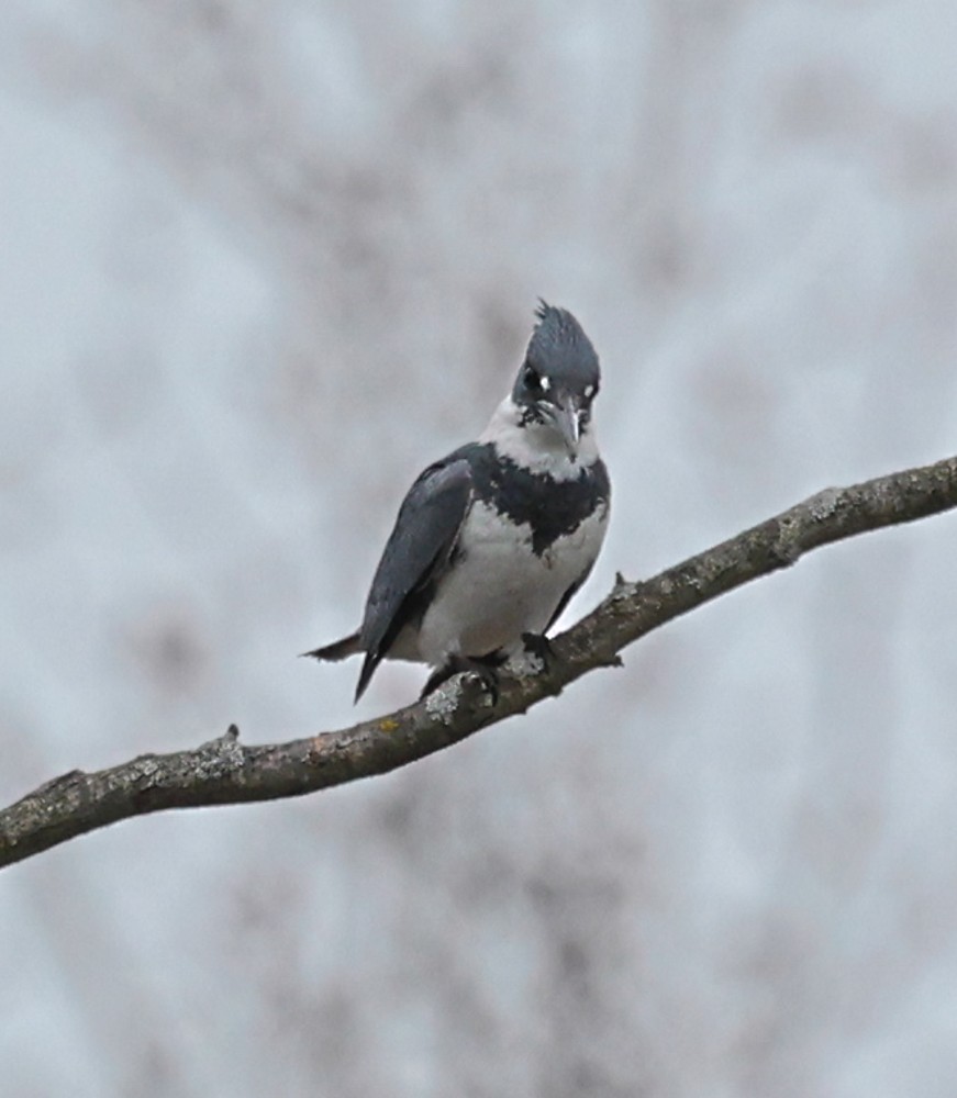Belted Kingfisher - ML617619857