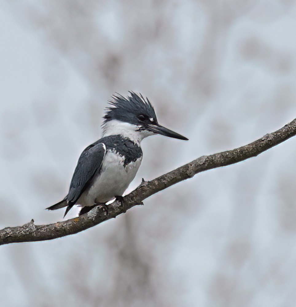 Belted Kingfisher - ML617619858