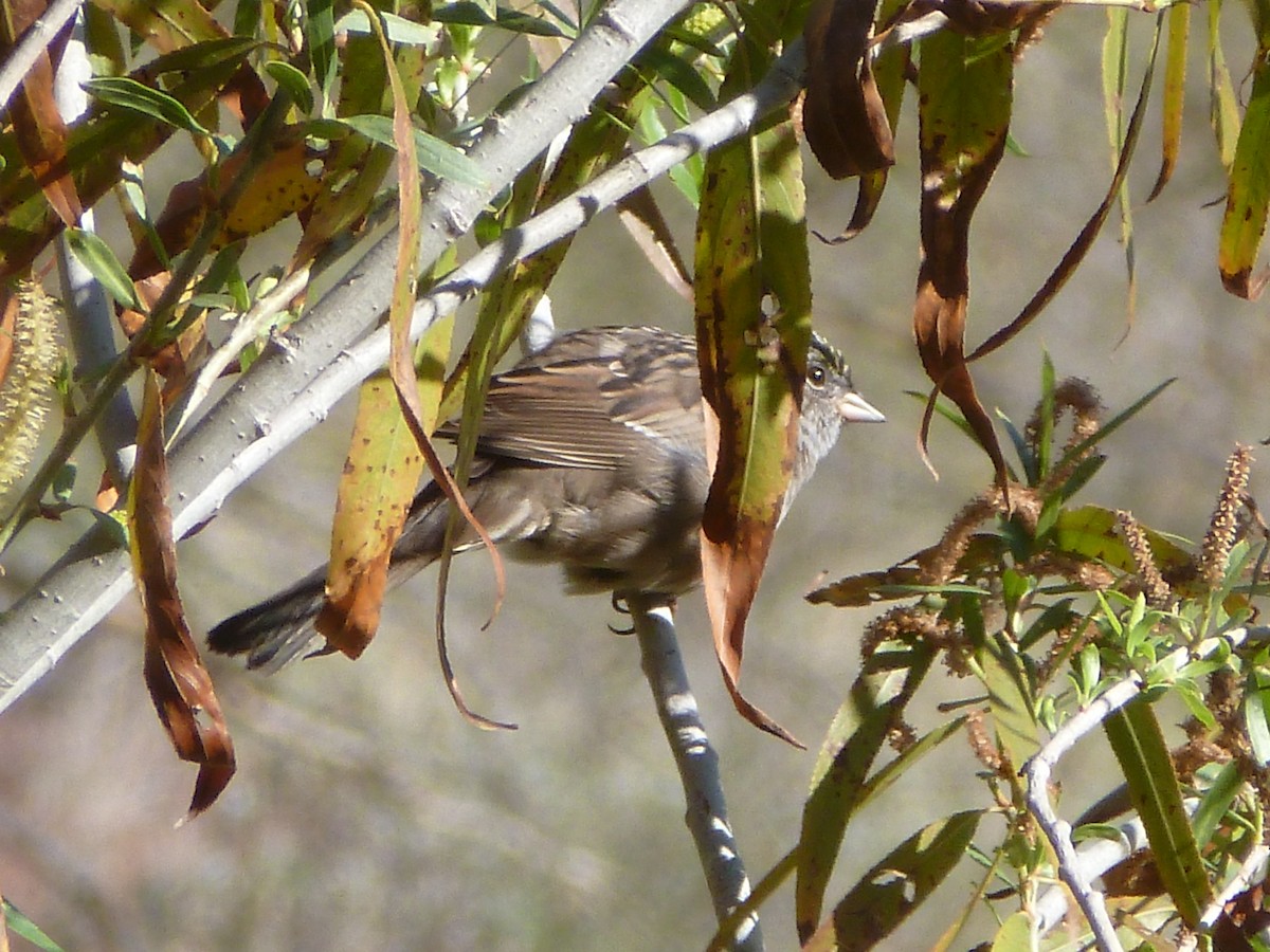 Golden-crowned Sparrow - ML617619866