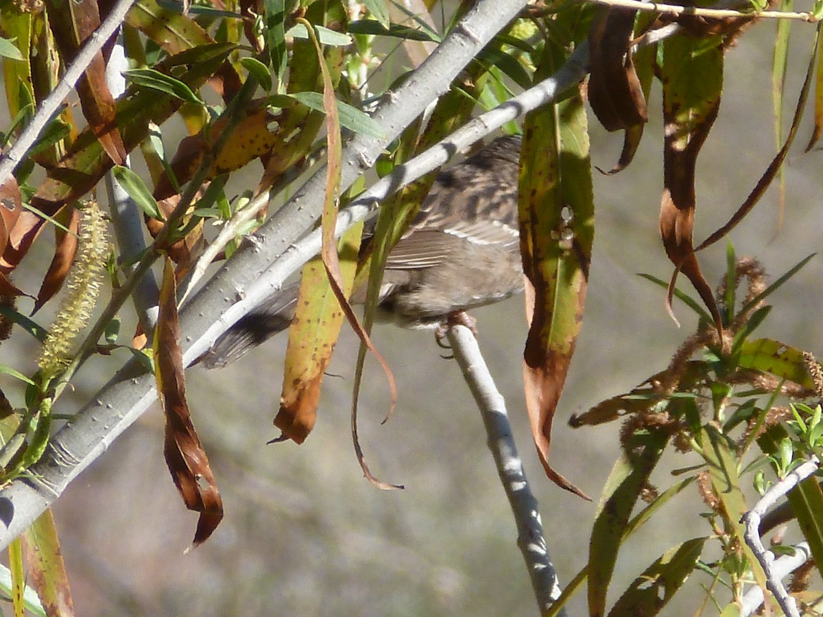 Golden-crowned Sparrow - ML617619867