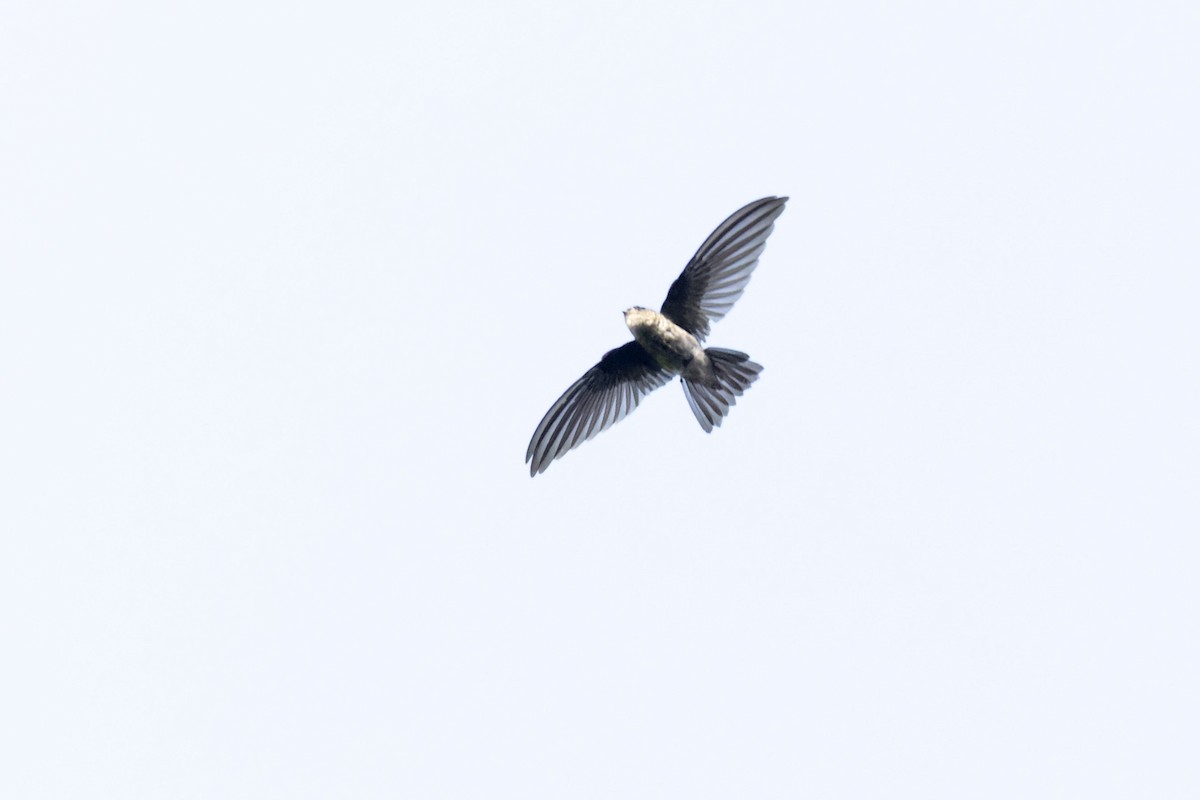 Caroline Islands Swiftlet - ML617619878