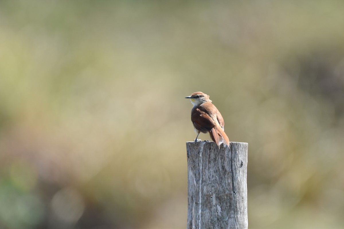 Yellow-chinned Spinetail - ML617619936