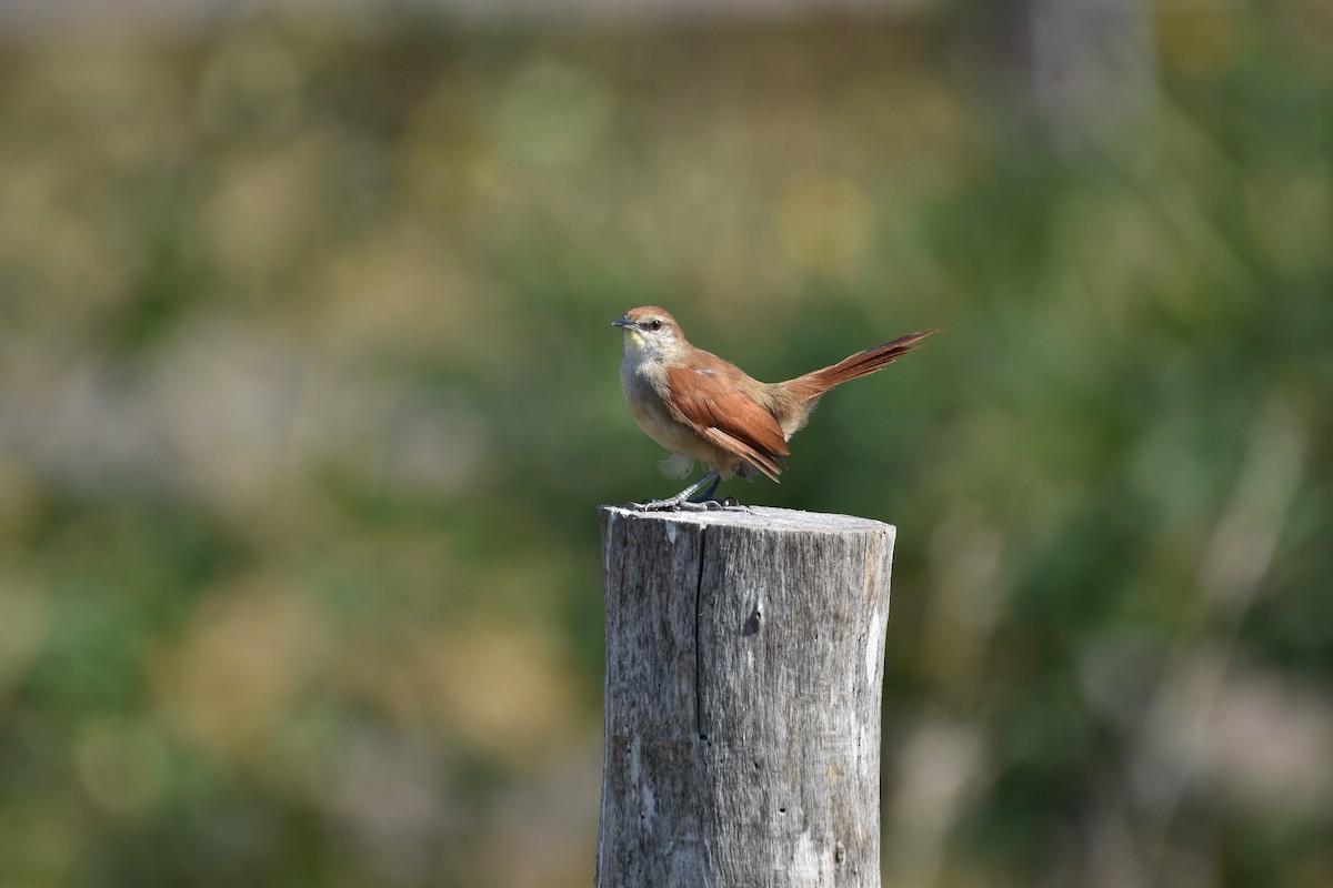 Yellow-chinned Spinetail - ML617619937