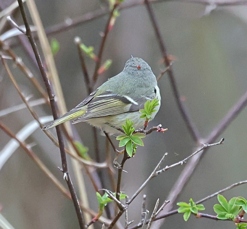 Ruby-crowned Kinglet - ML617619942