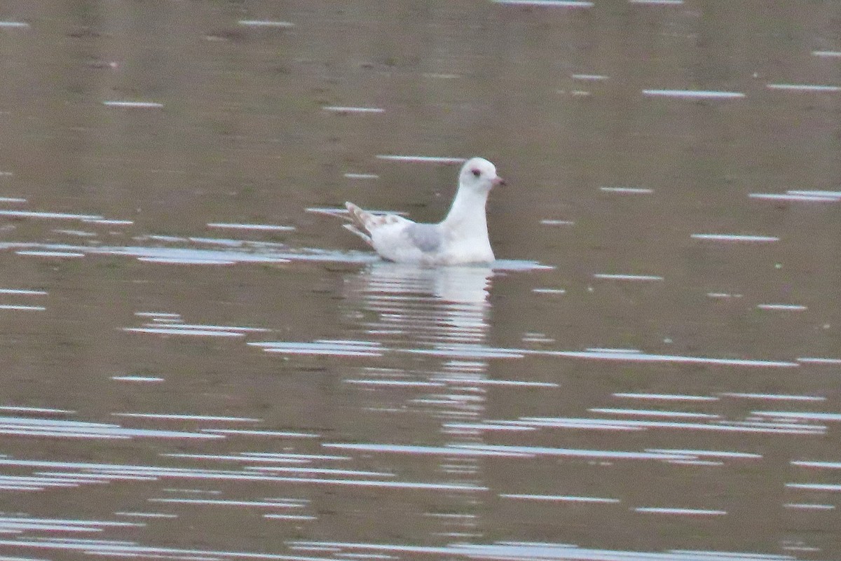 Short-billed Gull - ML617619962